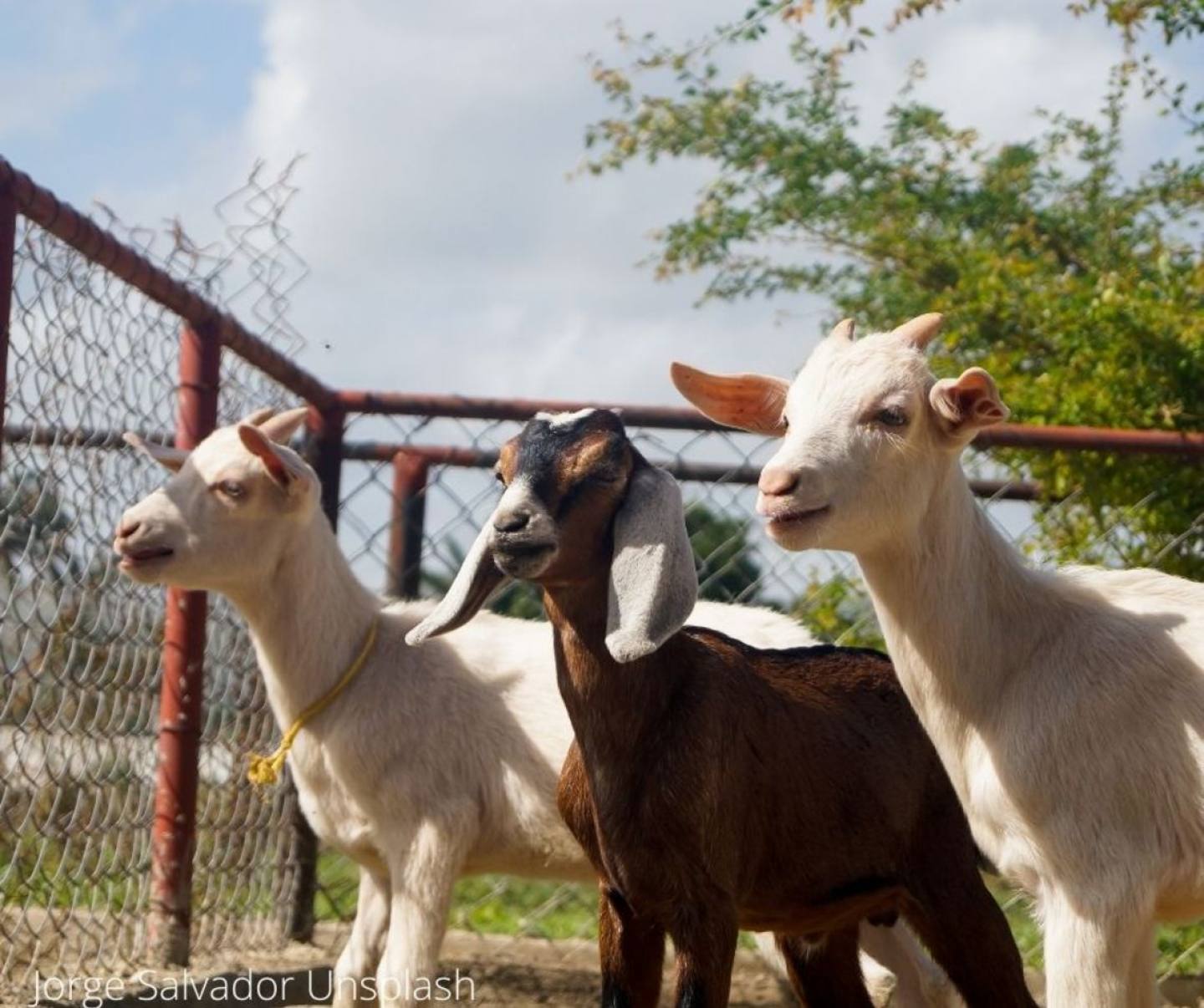 Goats Experience Jamaique